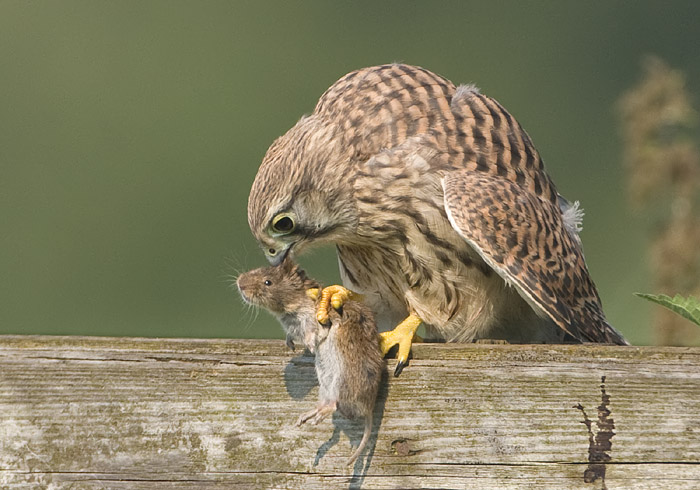jonge t.valk met een muis.jpg
